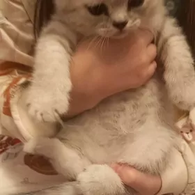 шотландский серебристый табби