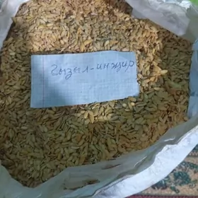 Gawun tohum.gyzyl injir