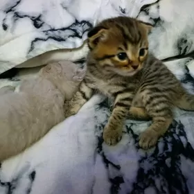 шотландский вислоухий