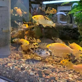 японские карпы кои