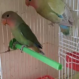 попугай молодые