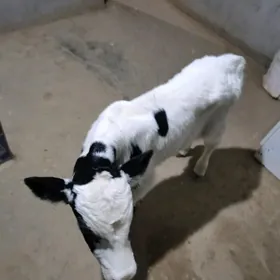 От мал учин