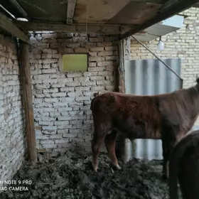 iki sany öküz 1 unajyn