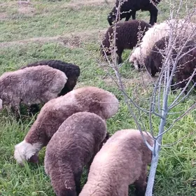 goýun ișșek tokly