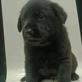 Щенок немецкая овчарка. ‍🦺