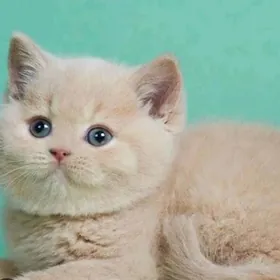 шотл лиловый мальчик