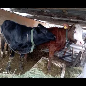 ÖKUZ  ARGİNNAL 2 SANY