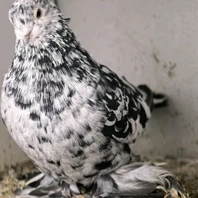 Kepderi кепдери