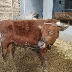 окуз баклык