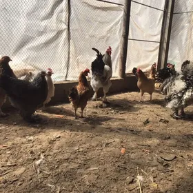 Товук болгар