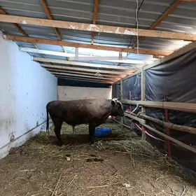 bakylan tayin öküz