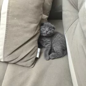 вислаухая девочка