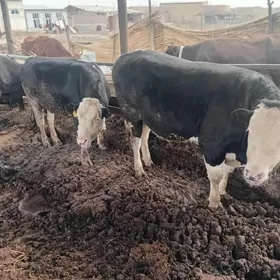 gibrid paroda okuzler