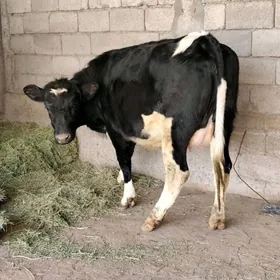 GOLÌŞDEÝÌN AGYR BOGAZ SYGYR