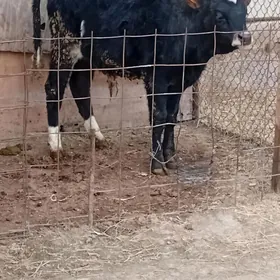 öküz arassa tohum mal