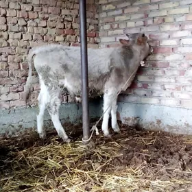 Öküz Şiwet 7 aýlyk