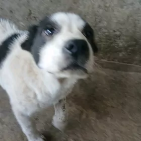 ТУРКМЕН...АЛАБАЙ