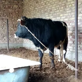 Öküzler Gibrit Şiwet 2 Sany