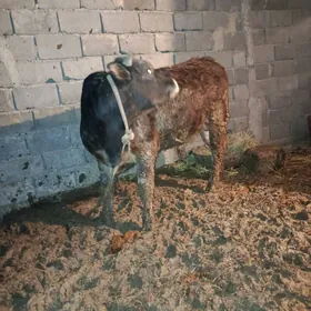 Okuz.  Ahal. wel. Gäwers