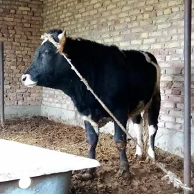 Gibrit Şiwet 2 Sany Öküzler