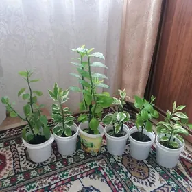 педилантус (берёзка)