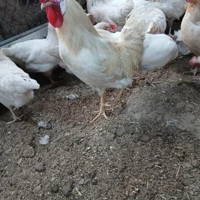 Towuk induk horaz jüje gus