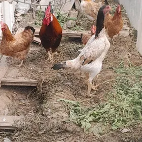 Taşgen towuk iduk jüje bedene