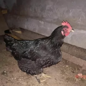 Dominanat paroda  ŷumurtgasy