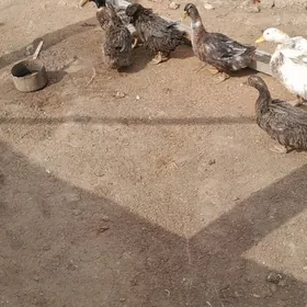 Ördek towuk induk jüje bedene