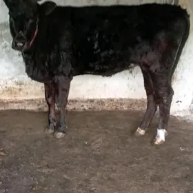 TUWE BEYİK ÇORNY PİYORTURA