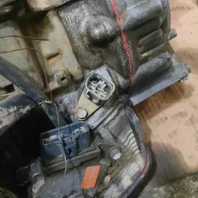 Avalon koropka 5 fiska