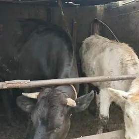 1 guzlan gysyr sygyr