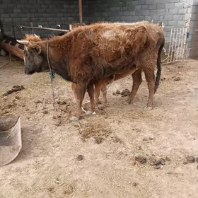 goleli sygyr  2 sany