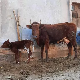 170 BOYLY BEYIK GÖLELI SYGYR