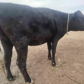 corny pyosdra gunajyn