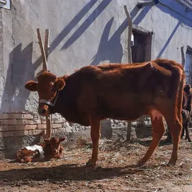 IRI SUYEK KELEK GÖLELI SYGYR