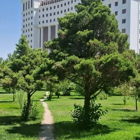 Nebitgaz elitka arenda komnat