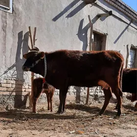 ATYALAK BEYIK GÖLELI SYGYR