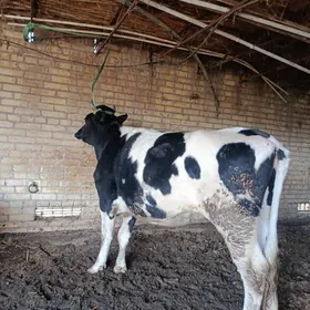 аргинал галашдейине богаз унад