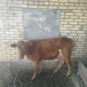 Gilajyn gole bilen okiz