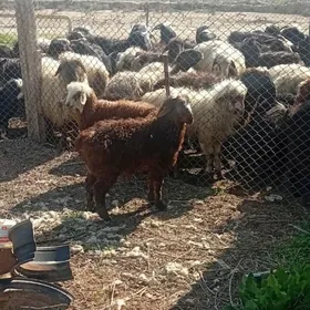 Bere Tokly  4 aýlyk