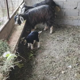 owlakly geçiler yaş