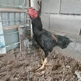 2sany taşkent horaz