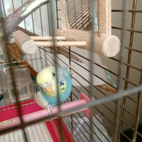 попугайчики волнистые