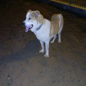 ТУРКМЕН. ИТ.  КОПЕК. 11АЙ