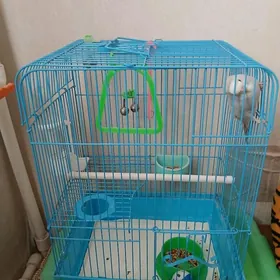 Волнистый попугай