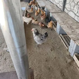 towuk indi yumurtga duran