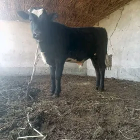 galişteyin öküz gibrit