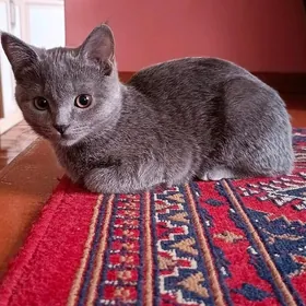 британская кошка