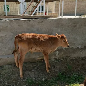 göle oküzce gulajyn